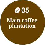 代表コーヒー農園