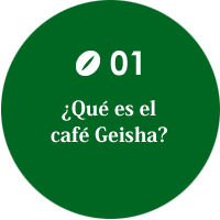 ¿Qué es el café Geisha?