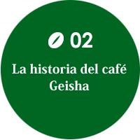 La historia del café Geisha