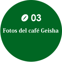 Fotos del café Geisha 